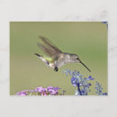 Search for hovering postcards Flight
