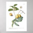 Search for guava posters Vintage