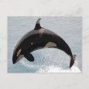 Search for orca whale postcards Washington