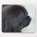 Search for newfoundland dog mouse mats Animals