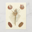 Search for clam postcards Sea shell