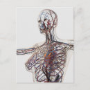 Search for jugular Artery