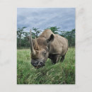 Search for diceros Animal