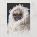 Search for pug puppies postcards Adorable