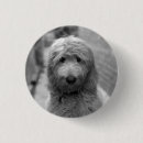 Search for goldendoodle badges Animal
