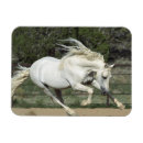 Search for pr magnets Horse