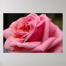 Search for pretty pink roses posters Nature