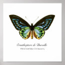 Search for vintage insect posters Blue