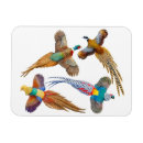 Search for pheasants magnets Golden pheasant