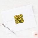 Search for black eyed susan flower stickers Photography