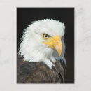 Search for eagle feather postcards Feathers