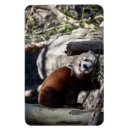 Search for bamboo magnets Wildlife