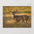 Search for odocoileus postcards Wildlife