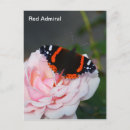 Search for admiration postcards Red admiral