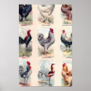 Search for chicken breeds posters Rooster