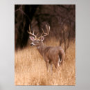 Search for alves art Wildlife