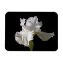 Search for white iris magnets Blossom