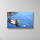 Search for duck canvas prints Mallard