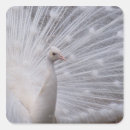 Search for white peacock stickers Wildlife