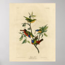 Search for audubon birds posters Lithograph