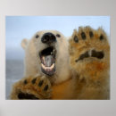 Search for ursus posters Bear