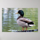 Search for mallard ducks posters Wildlife photography