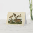 Search for owl ears cards Short eared owl
