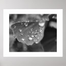 Search for ginkgo posters Nature