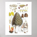 Search for mycology posters Fungi