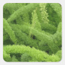Search for asparagus stickers Green