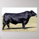 Search for bulls posters Portrait