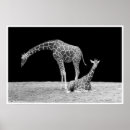 Search for black and white giraffe art Giraffes