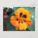 Search for intensive postcards Orange