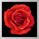 Search for rose red posters Beautiful