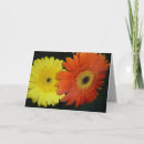 Search for orange daisies cards Floral