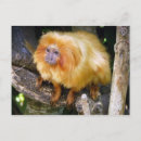 Search for tamarin postcards Lion