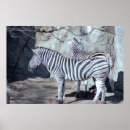 Search for zebra photo posters Photography