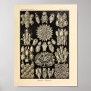 Search for moss posters Kunstformen der natur