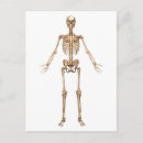 Search for rib postcards Three dimensional