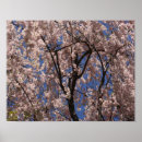 Search for pink umbrella posters Nature