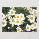Search for shasta daisy invitations Flower