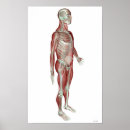 Search for musculoskeletal posters Work