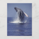 Search for breaching postcards Humpback