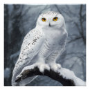 Search for snowy owl posters Bird of prey