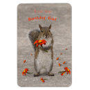 Search for red squirrel magnets Flowers