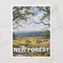 Search for forests postcards Nature