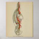 Search for sympathetic Heart