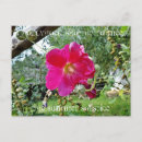 Search for hollyhocks postcards Flower