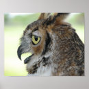 Search for owl portrait posters Great horned owl