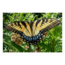 Search for swallowtail posters Nature photography
